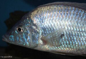 Aulonocara rostratum 'Chimwalani Reef'