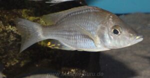 Aulonocara rostratum 'Chimwalani Reef'