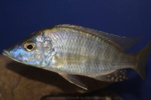 Aulonocara rostratum