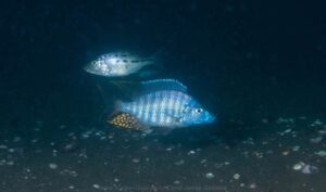 Aulonocara rostratum 'Luwala Reef''Luwala Reef' - Galerie Aulonocara rostratum 'Luwala Reef'
