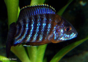 Aulonocara saulosi 'Likoma Island'