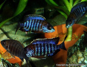 Aulonocara saulosi 'Likoma Island'