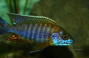 Aulonocara saulosi 'Likoma Island'