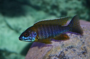 Aulonocara saulosi