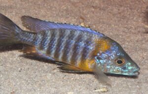 Aulonocara saulosi 'Likoma Island'