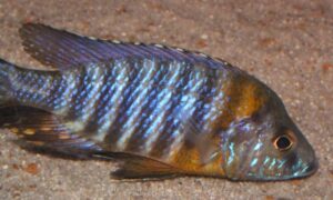 Aulonocara saulosi 'Likoma Island'