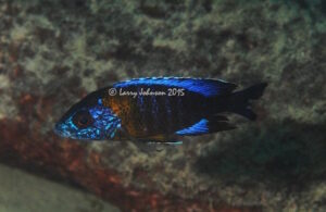 Aulonocara saulosi 'Masimbwe Island'