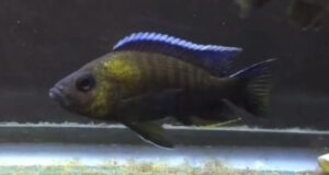 Aulonocara sp. 'trematocranus masinje'
