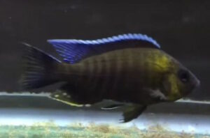 Aulonocara sp. ‚trematocranus masinje‘