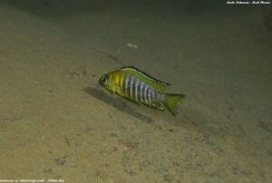 Aulonocara sp. 'chitande type north'