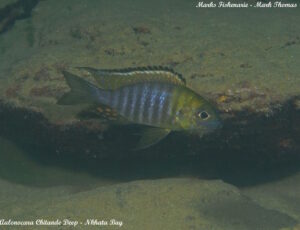 Aulonocara sp. 'chitande type north' Nkhata Bay