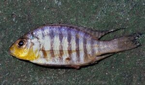 Aulonocara sp. 'deep yellow' Maleri Island