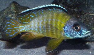 Aulonocara sp. 'jalo' Jalo Reef