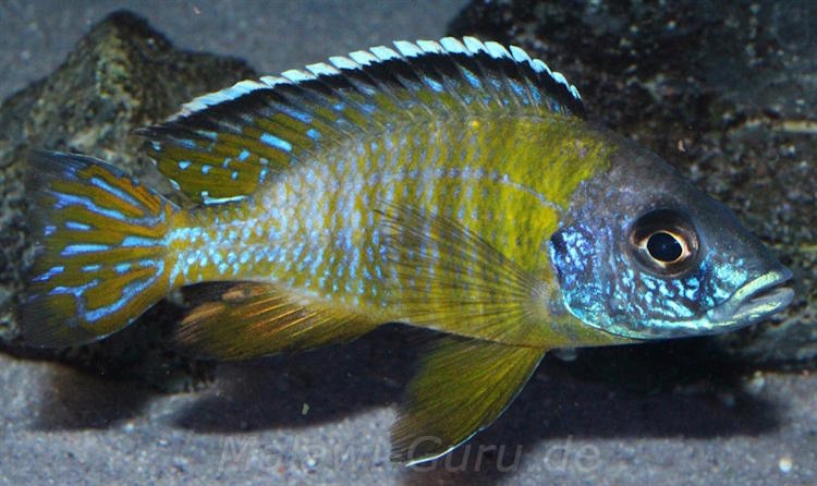 Aulonocara sp. 'jalo' Jalo Reef'jalo' Aulonocara sp. 'jalo' Jalo Reef