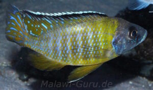 Aulonocara sp. 'jalo' Jalo Reef'jalo' Aulonocara sp. 'jalo'