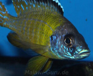 Aulonocara sp. 'jalo' Jalo Reef'jalo' Aulonocara sp. 'jalo' Jalo Reef