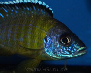 Aulonocara sp. 'jalo' Jalo Reef'jalo' Aulonocara sp. 'jalo' Jalo Reef