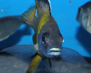 Aulonocara sp. 'jalo' Jalo Reef