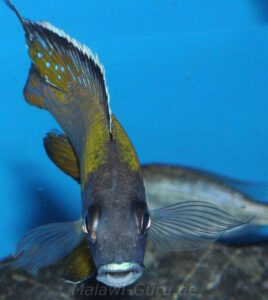 Aulonocara sp. 'jalo' Jalo Reef