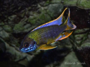 Aulonocara sp. 'lwanda' Chiwindi