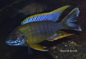 Aulonocara sp. 'lwanda' Chiwindi