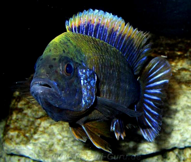 Aulonocara sp. 'lwanda'