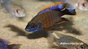 Aulonocara sp. 'lwanda' Hai Reef