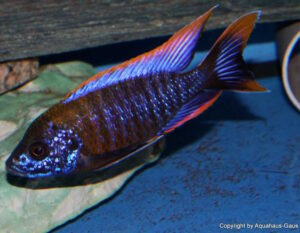 Aulonocara sp. 'lwanda' Hai Reef