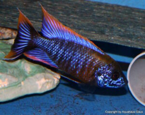 Aulonocara sp. 'lwanda' Hai Reef