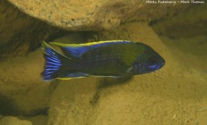 Aulonocara sp. 'lwanda' Hai Reef
