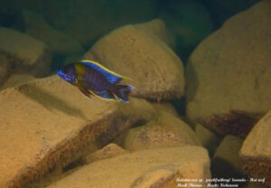 Aulonocara sp. 'lwanda' Hai Reef - Galerie Aulonocara sp. 'lwanda'