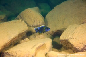 Aulonocara sp. 'lwanda' Hai Reef