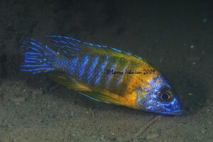 Aulonocara sp. 'stuartgranti maleri' Chidunga Rock