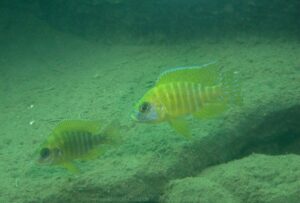 Aulonocara sp. 'stuartgranti maleri' Maleri Island