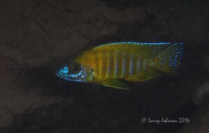 Aulonocara sp. 'stuartgranti maleri' Nakantenga Island