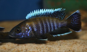 Aulonocara sp. 'walteri'