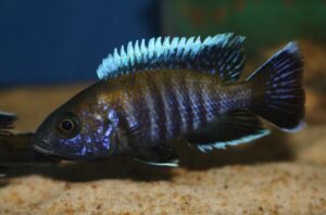 Aulonocara sp. 'walteri'