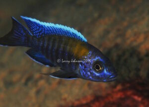 Aulonocara sp. 'walteri' Madimba Bay