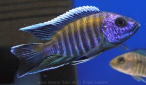 Aulonocara sp. 'walteri' Mkanila Bay