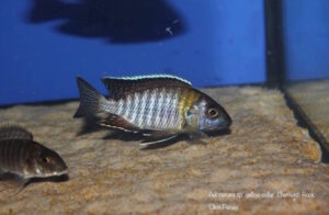 Aulonocara sp. 'yellow collar' Chemwezi Rocks