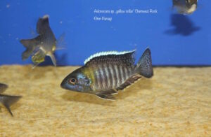 Aulonocara sp. 'yellow collar' Chemwezi Rocks - Galerie Aulonocara sp. 'yellow collar' Chemwezi Rocks
