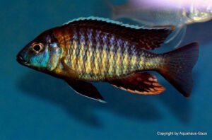 Aulonocara sp. 'yellow collar' Mazinzi Reef
