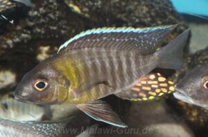 Aulonocara sp. 'yellow collar' Mazinzi Reef