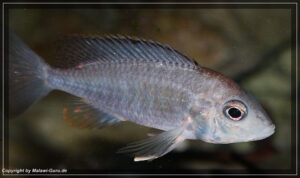 Aulonocara sp. 'yellow collar' Mazinzi Reef