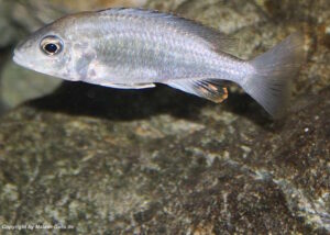 Aulonocara sp. 'yellow collar' Mazinzi Reef