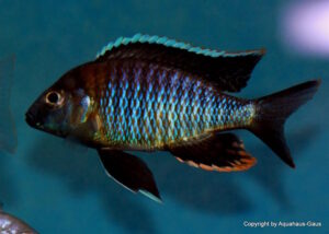 Aulonocara sp. 'yellow collar' Mazinzi Reef