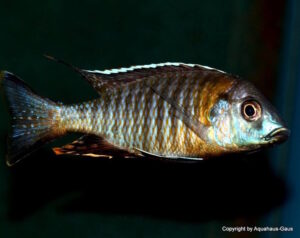 Aulonocara sp. 'yellow collar'