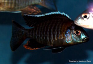 Aulonocara sp. 'yellow collar' Mazinzi Reef