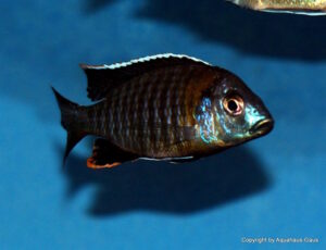 Aulonocara sp. 'yellow collar' Mazinzi Reef