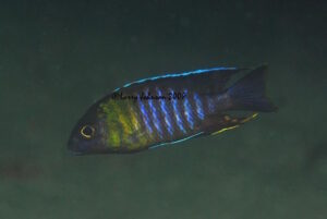 Aulonocara sp. 'yellow collar' Tsano Rock'yellow collar' Tsano Rock - Galerie Aulonocara sp. 'yellow collar' Arten